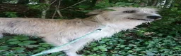Lurcher dogs for sale: Beautiful Lurcher pups - Advert 13