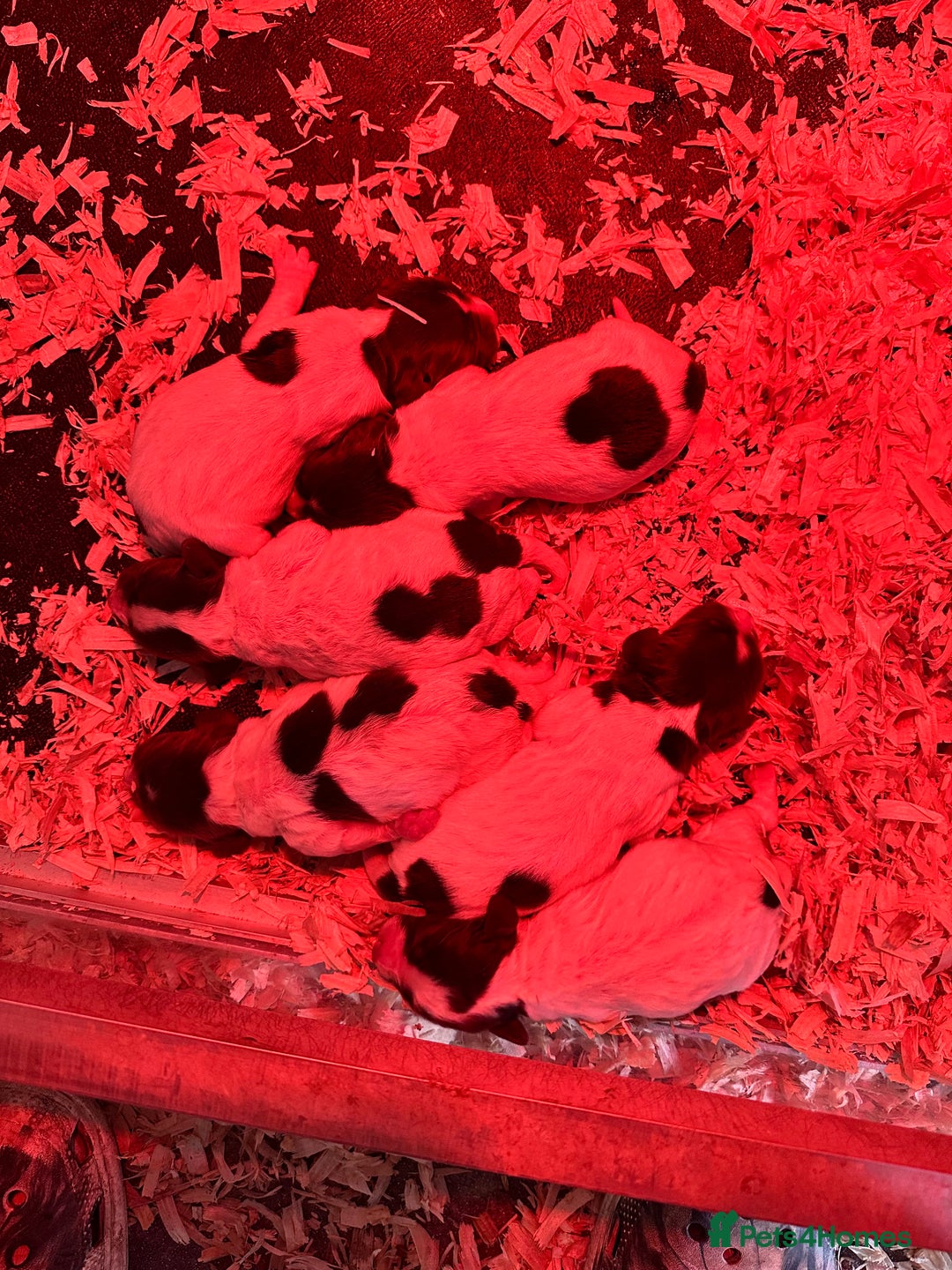 English Springer Spaniel dogs for sale: English Springer Spaniel Puppies - Advert 10