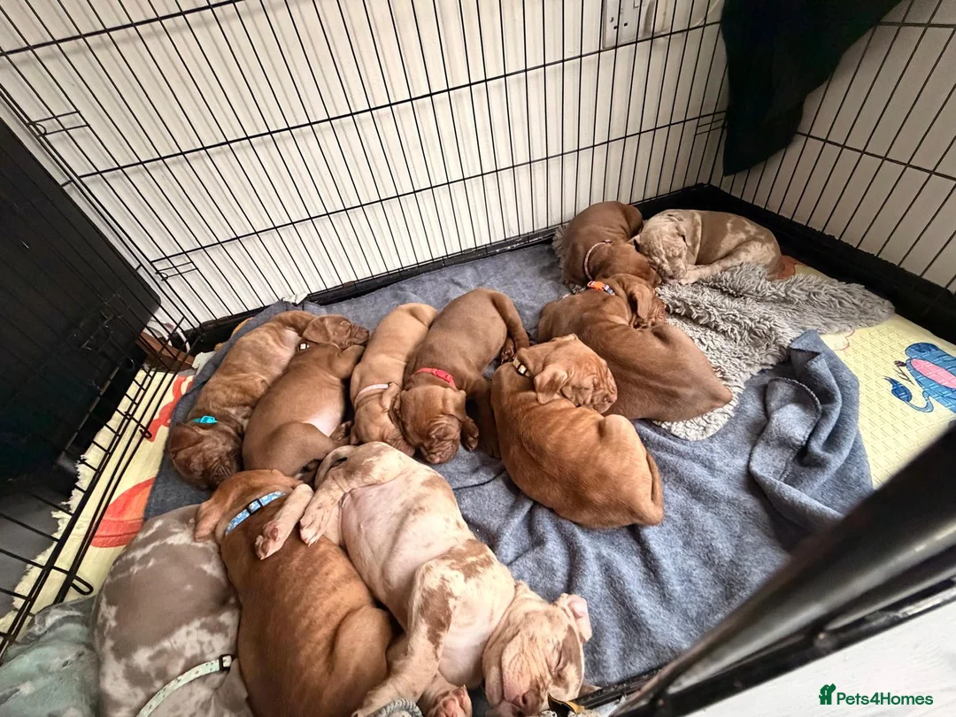 Mixed Breed dogs for sale: Presa canerio cross american bulldog cross - Advert 2