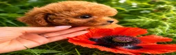 Toy Poodle dogs for sale: Stunning Asian Toy Poodle Puppies – Ready Now 🐾 - Advert 9