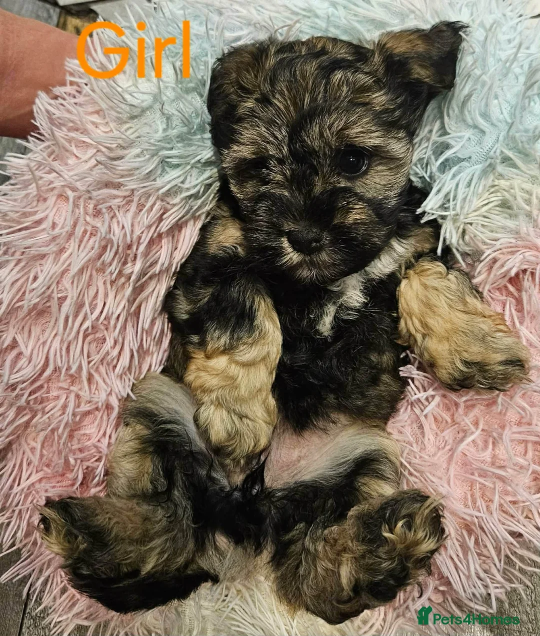 Mixed Breed dogs for sale: Mini schnauzer/ Yorkshire terrier biewer - Advert 1
