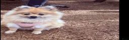 Pomeranian dogs for sale: Mr and miss  - Advert 2