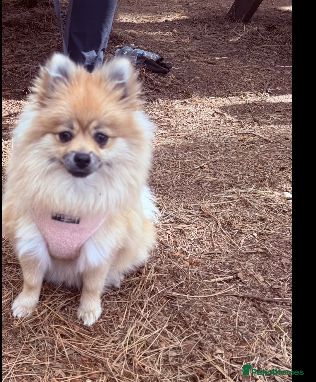 Pomeranian dogs for sale: Mr and miss  - Advert 2