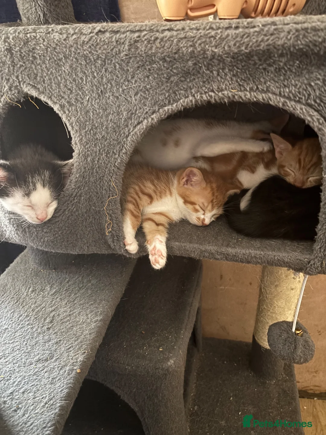 Mixed Breed cats for sale: Beautiful Kittens looking for loving home  - Advert 7