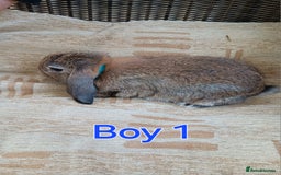 Mini Lop rabbits for sale: Three Beautiful Mini Lop Bunnies Left - Image 2