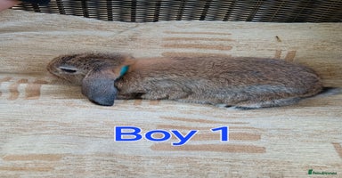 Mini Lop rabbits - Advert 4