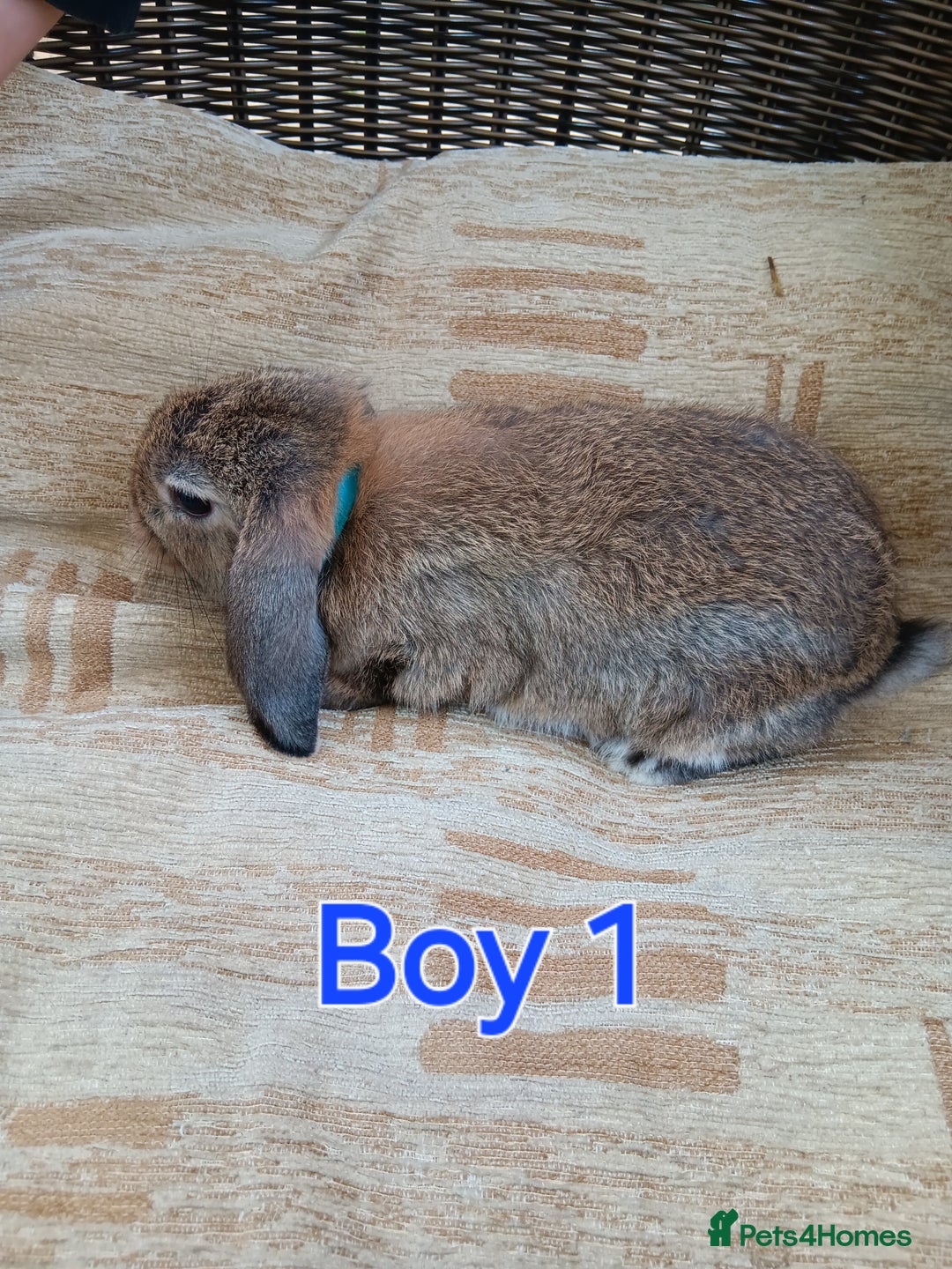 Mini Lop rabbits for sale: Three Beautiful Mini Lop Bunnies Left - Image 2