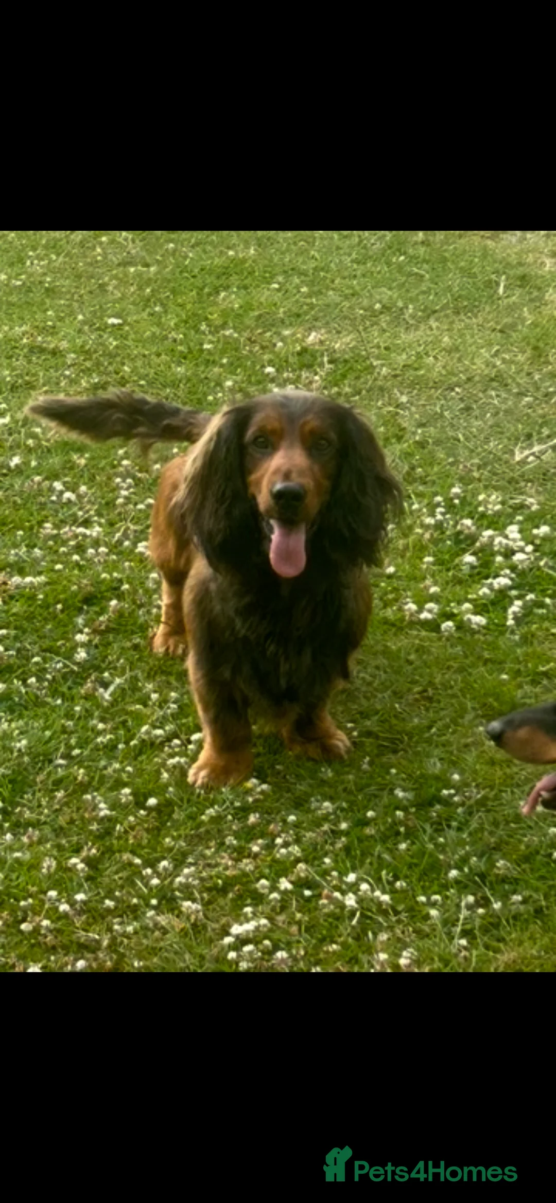 Mixed Breed dogs for sale: Looking for home  - Advert 14