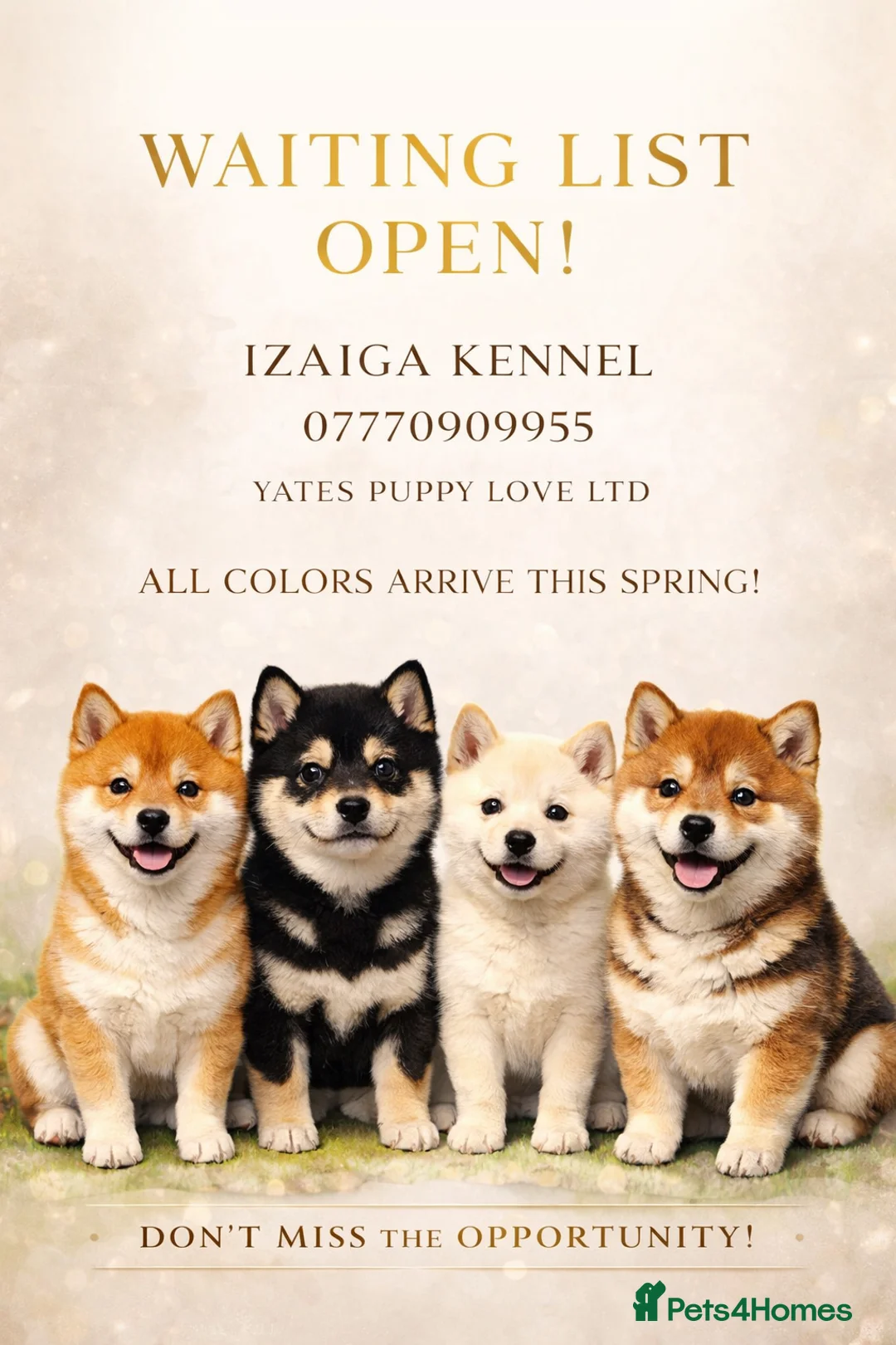 Japanese Shiba Inu dogs for stud:  IZAIGA KENNEL ELITE SHIBA INU STUD DOGS AVAILABLE - Advert 2