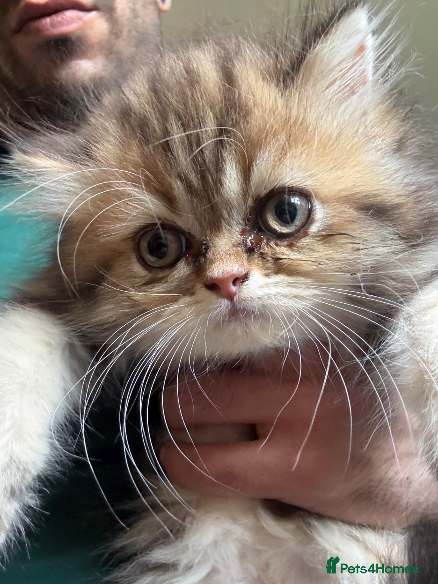 Persian cats Ready now golden chinchilla Delivery Available  - Advert 13