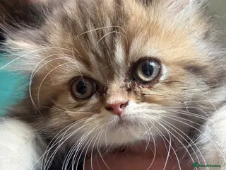 Persian cats Ready now golden chinchilla Delivery Available - Advert 13