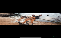 German Shepherd dogs for stud: German shepherd x Malinois for stud - Image 8