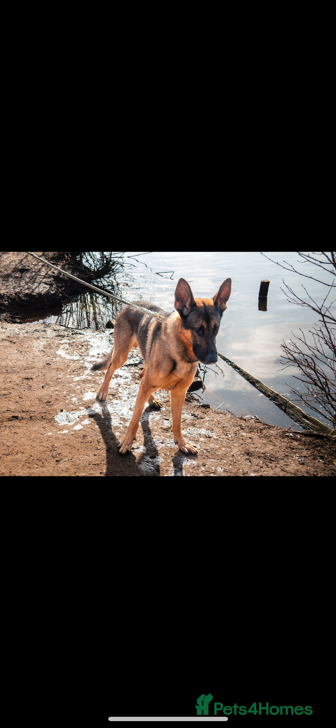 German Shepherd dogs for stud: German shepherd x Malinois for stud - Image 8