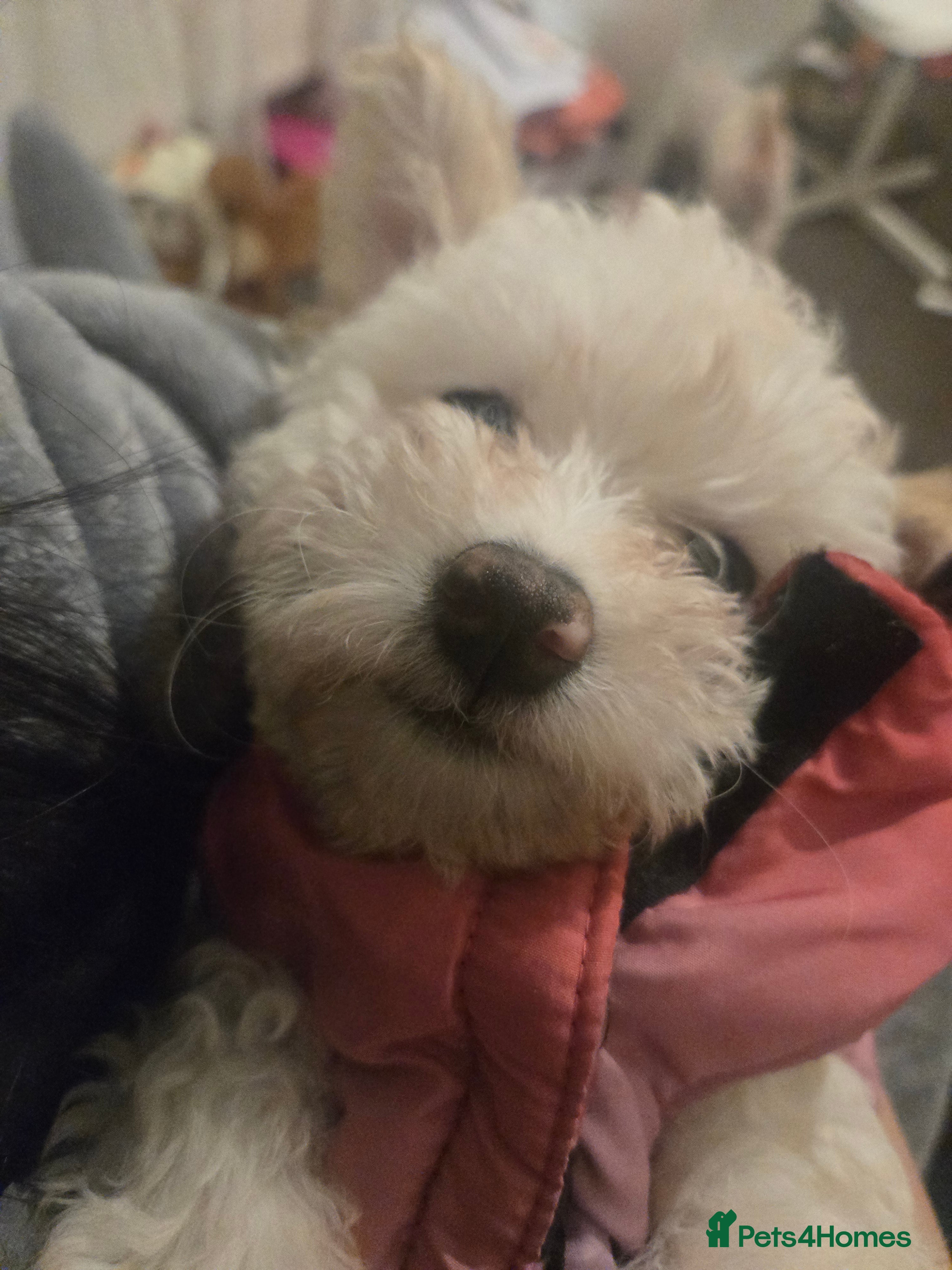 Maltese dogs Beautiful Maltese Puppy – Child & Cat Friendly - Advert 4