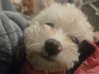 Maltese dogs Beautiful Maltese Puppy – Child & Cat Friendly - Advert 3