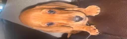 Miniature Dachshund dogs for sale: KC REG Miniature dachshunds. Council licensed in Airdrie - Advert 21