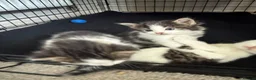 Mixed Breed cats for sale: Kittens ready for their forever home  - Advert 2