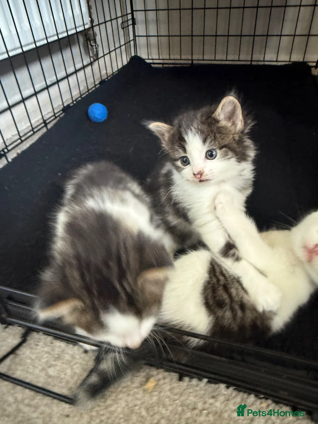 Mixed Breed cats for sale: Kittens ready for their forever home  - Advert 2