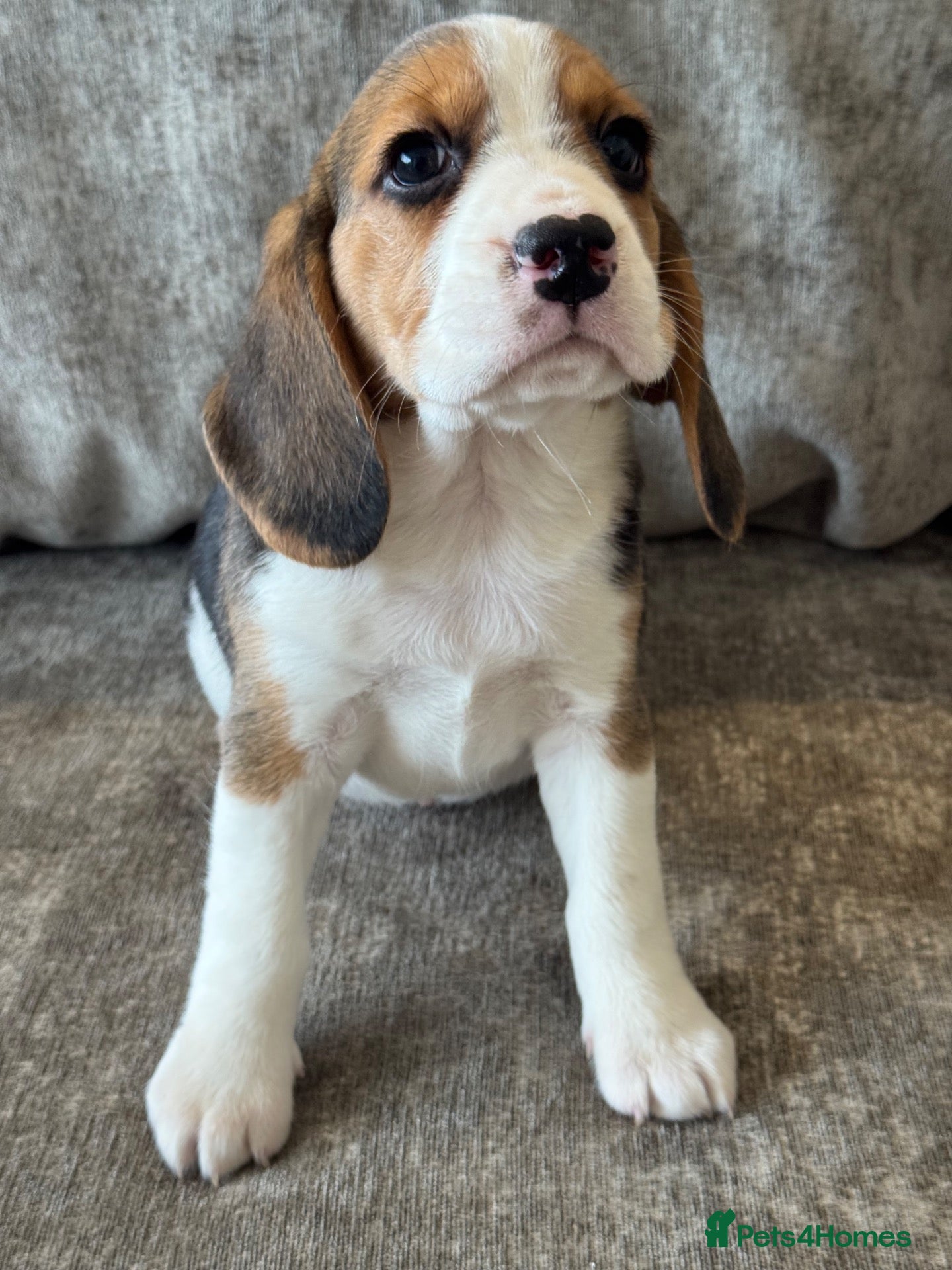 Beagle dogs 🐶 BEAUTIFUL KC REGISTERED CHUNKY BEAGLE PUPPIES🐶 - Advert 1