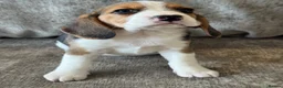 Beagle dogs for sale: 🐶 BEAUTIFUL KC REGISTERED CHUNKY BEAGLE PUPPIES🐶 - Advert 1