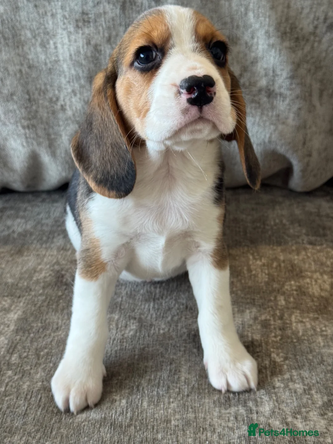 Beagle dogs for sale: 🐶 BEAUTIFUL KC REGISTERED CHUNKY BEAGLE PUPPIES🐶 - Advert 1