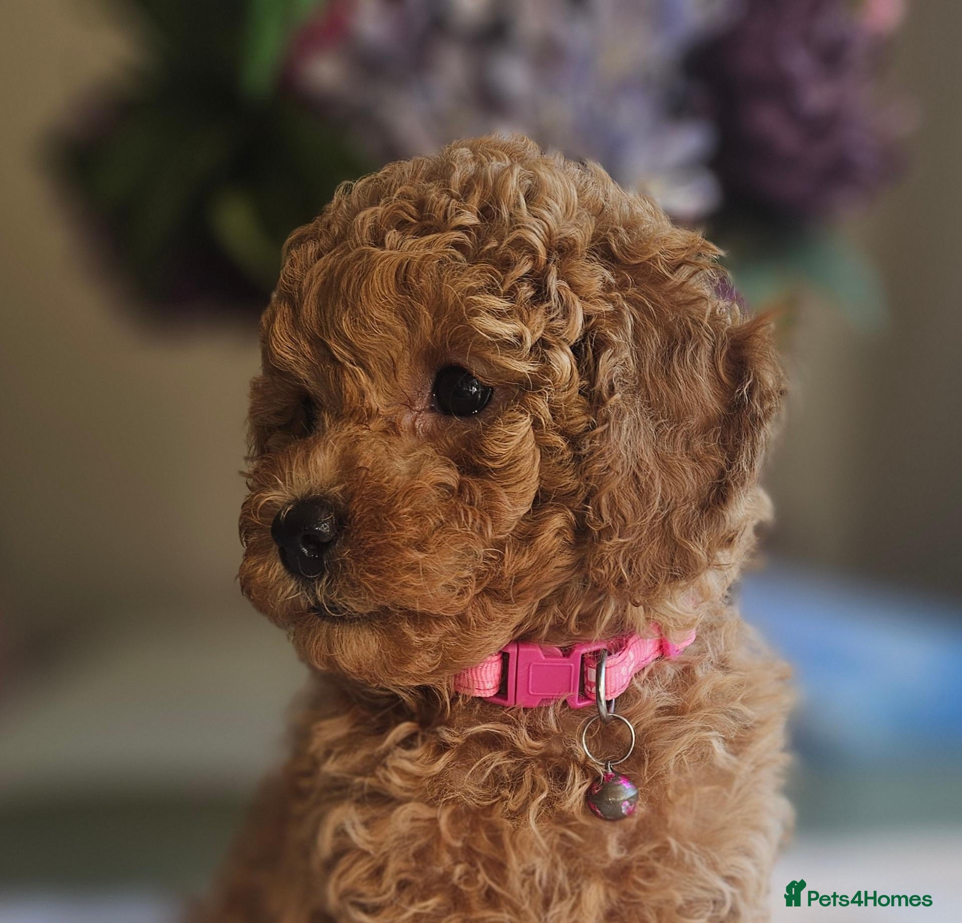 Toy Poodle dogs Ready Friday!Licensed breeder , kc toy poodle Girl - Advert 1