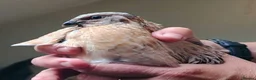 Quail poultry for sale: Free quail males. - Advert 2