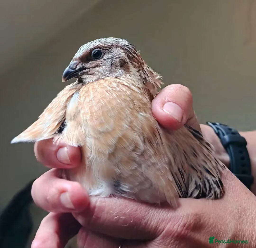 Quail poultry for sale: Free quail males. - Advert 2