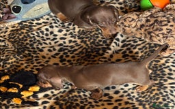 Miniature Dachshund dogs for sale: Miniature dachshund smooth hair pups  - Image 39