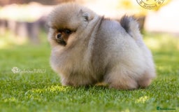 Pomeranian dogs for sale: Stunning tiny teddy bear toy poms - Image 11