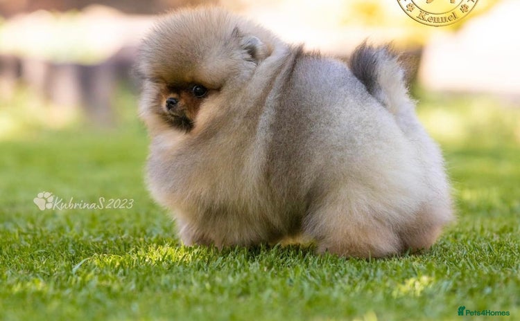 Pomeranian dogs - Advert 15