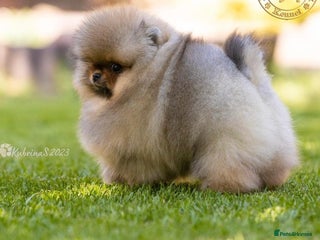 Pomeranian dogs - Advert 2