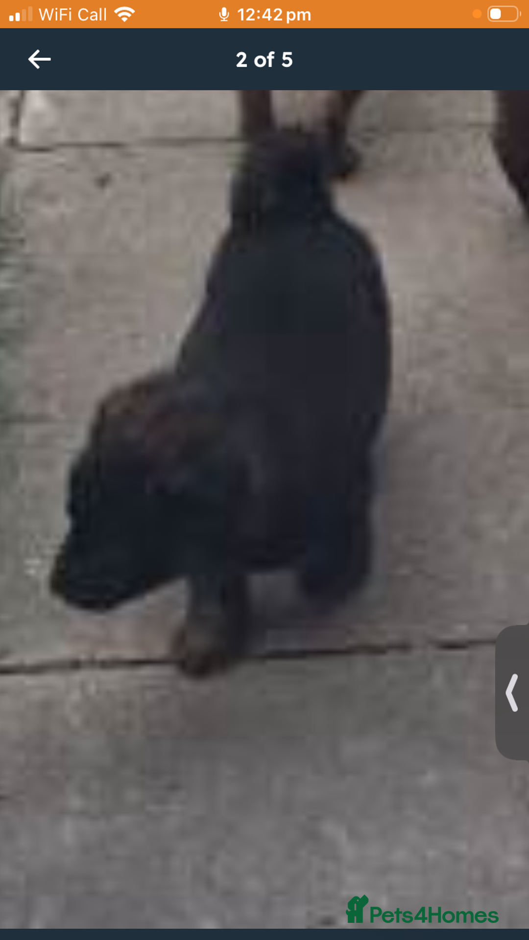 German Shepherd dogs for sale: German shepherd cross Belgian malinois  - Advert 5