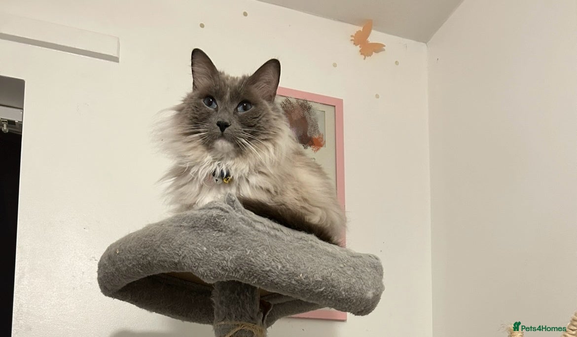 Ragdoll cats Shy cat Lucy in Coventry - Advert 2