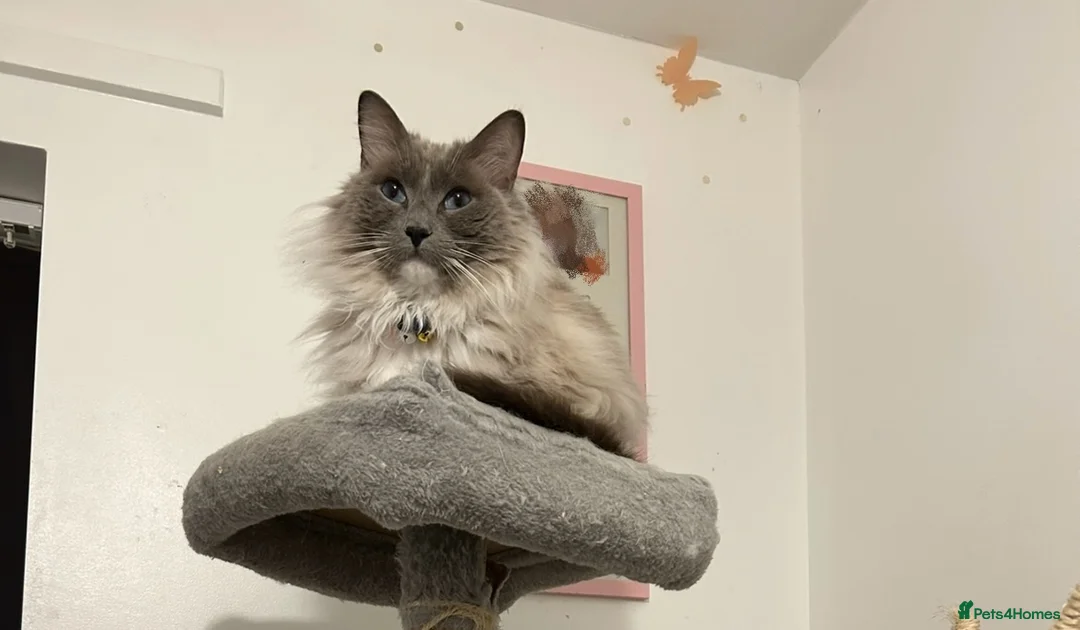 Ragdoll cats for sale: Shy cat Lucy in Coventry - Advert 1