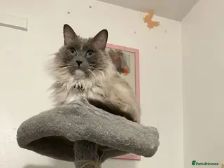 Ragdoll cats Shy cat Lucy in Coventry - Advert 2