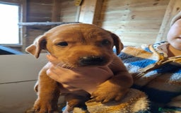 Labrador Retriever dogs for sale: Red 5th generation pedigree labrador  - Image 19