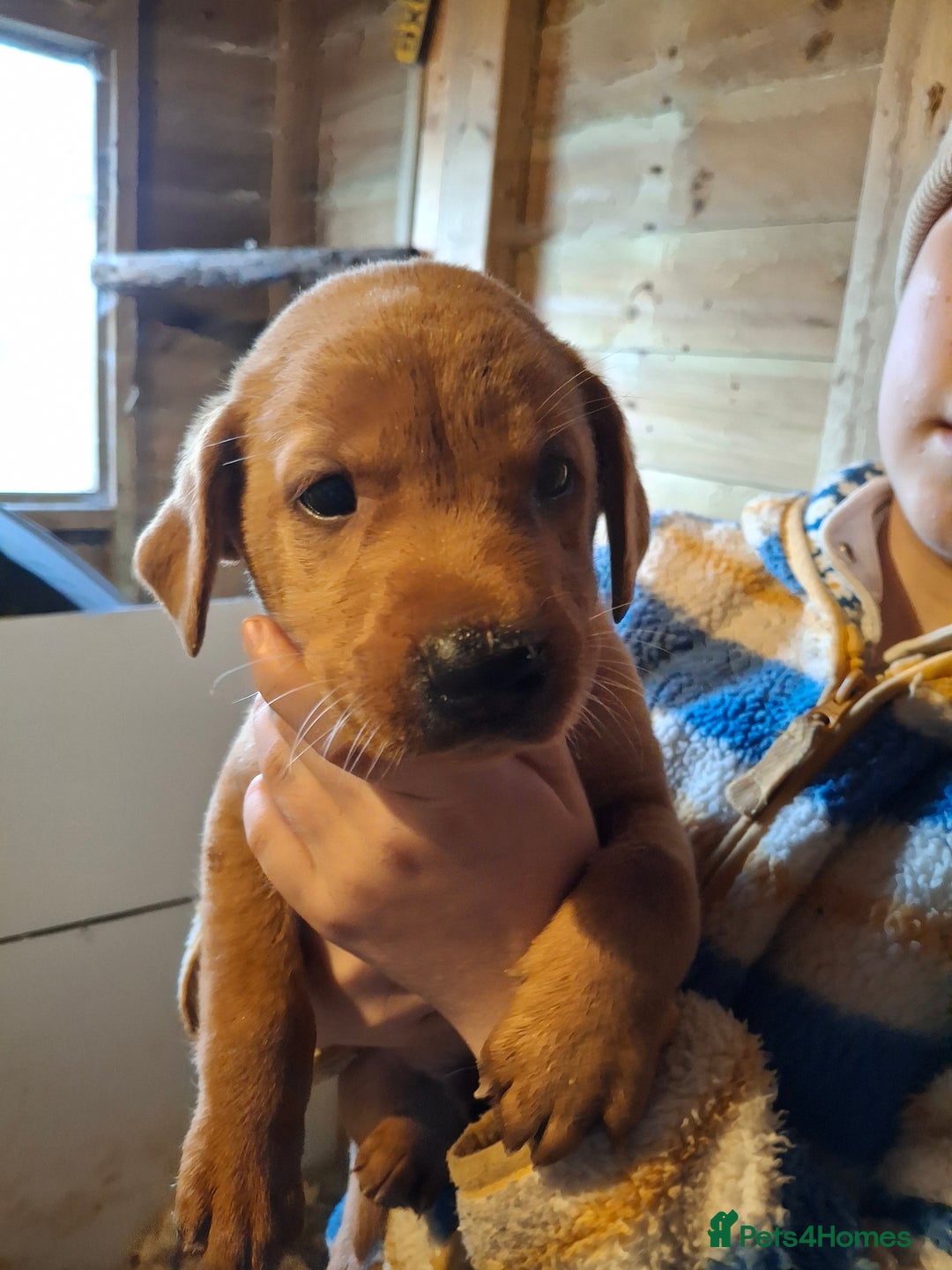 Labrador Retriever dogs for sale: Red 5th generation pedigree labrador  - Image 19