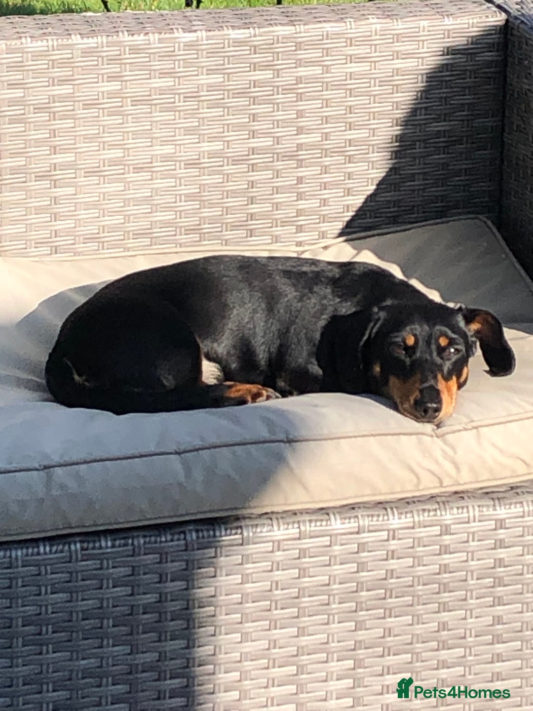 Dachshund dogs for sale: Male Dachshund 😘 xx ready for a new home  - Advert 11