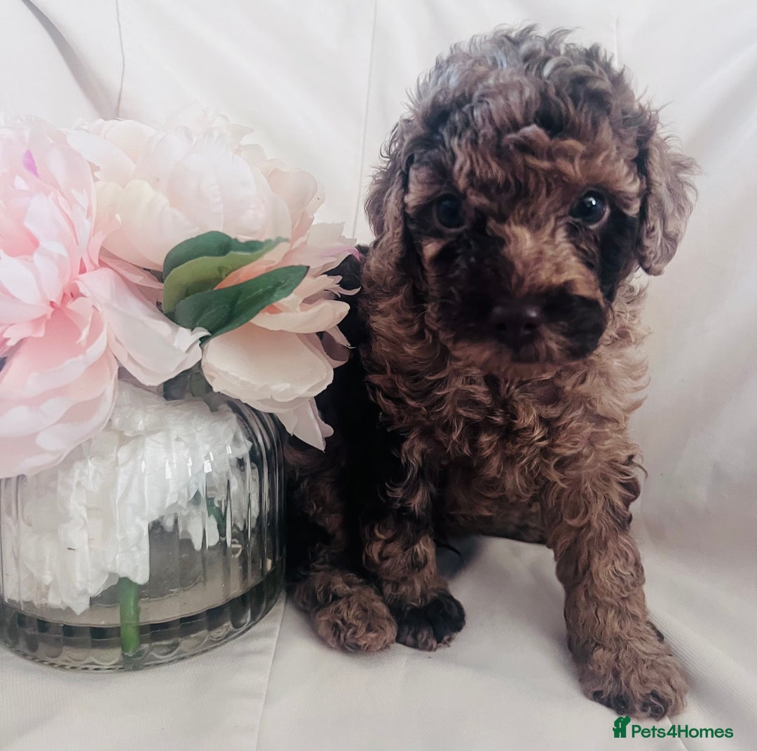 Miniature Poodle dogs for sale: MARLE miniature poodles - Image 4