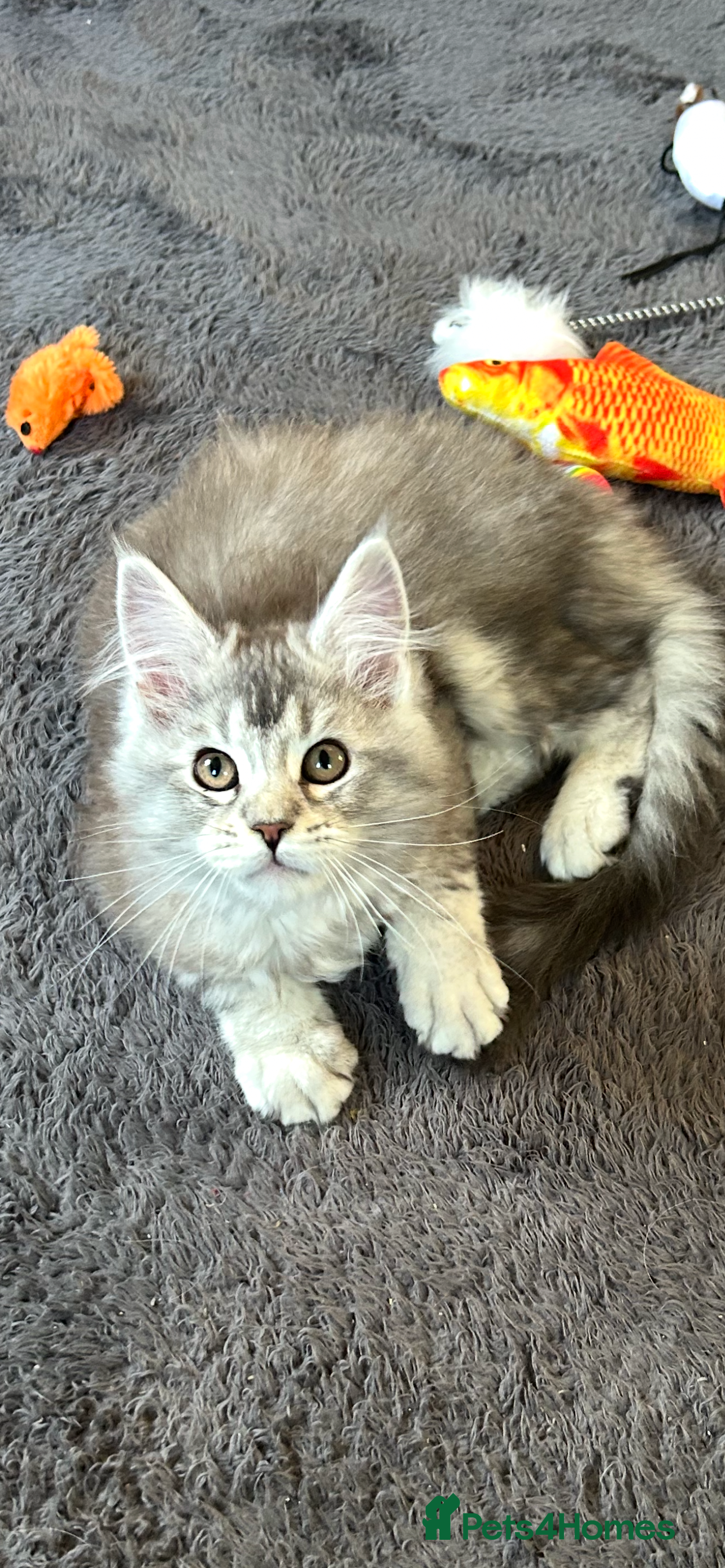 Maine Coon cats Tica Registered female Maine Coon kittens - Advert 1