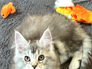 Maine Coon cats Tica Registered female Maine Coon kittens - Advert 1
