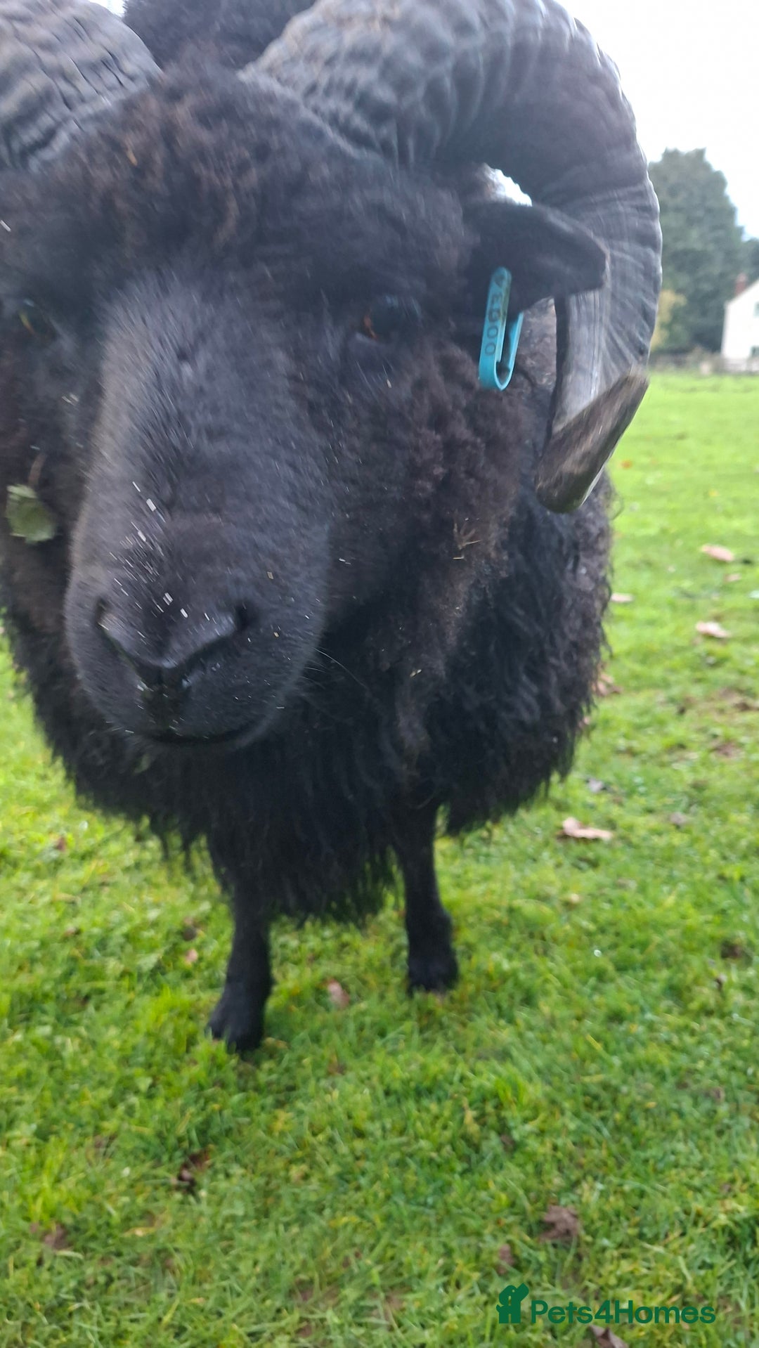 Sheep livestock for sale: Hebredian ram - Advert 2