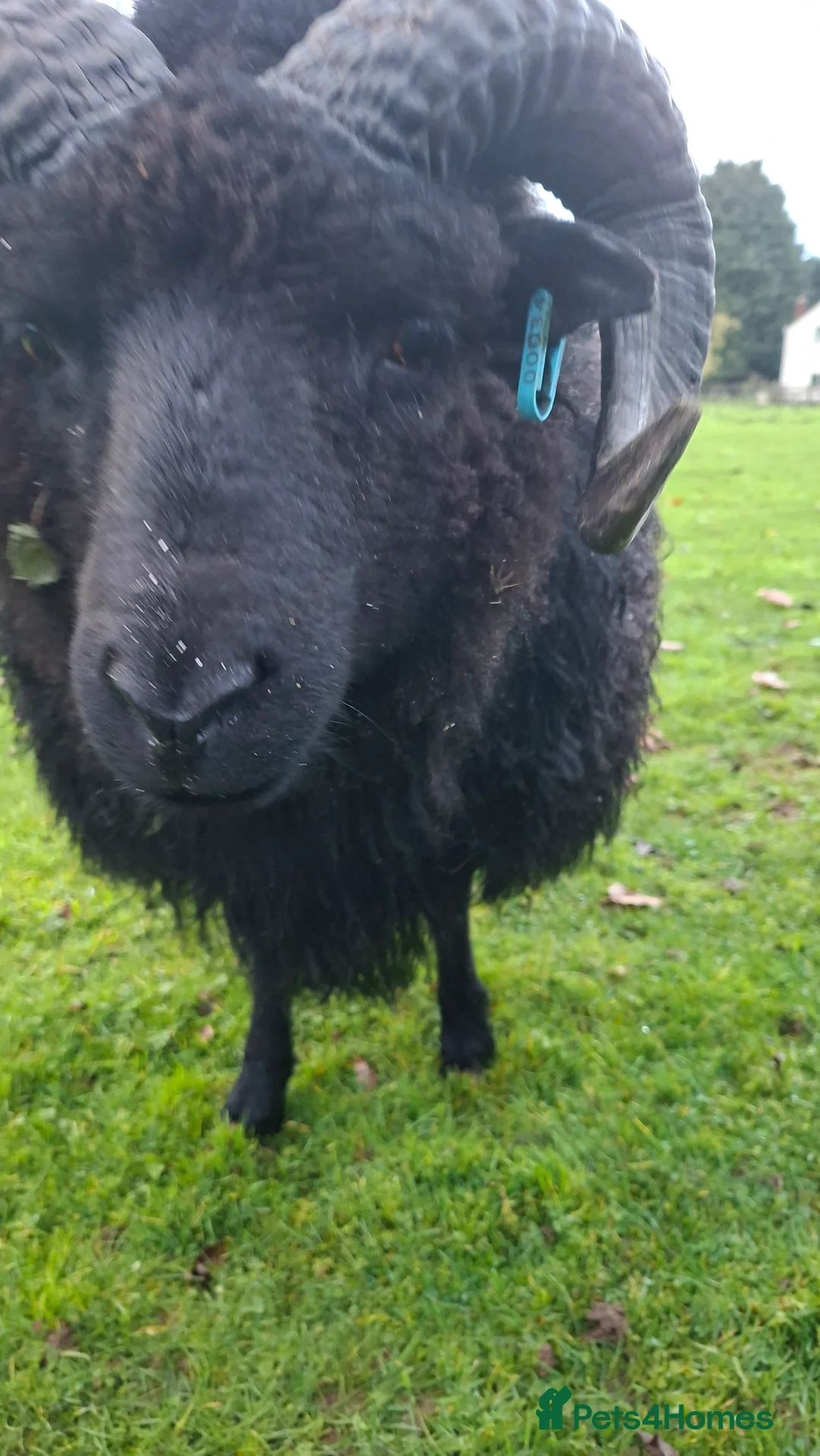 Sheep livestock for sale: Hebredian ram - Advert 2
