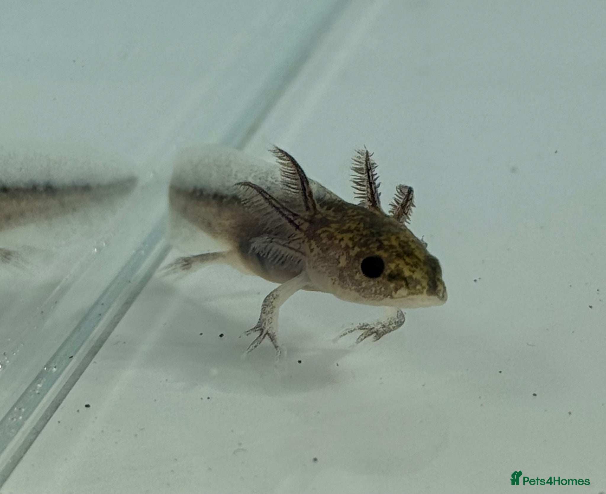 Axolotl reptiles Axolotl  - Advert 5