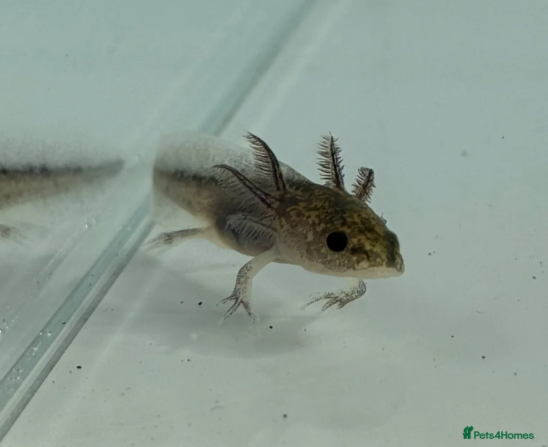 Axolotl reptiles for sale: Axolotl  - Advert 2