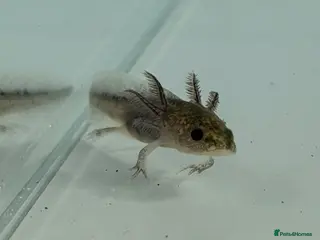 Axolotl reptiles Axolotl - Advert 1