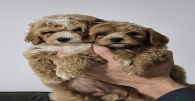 Maltipoo dogs - Advert 8