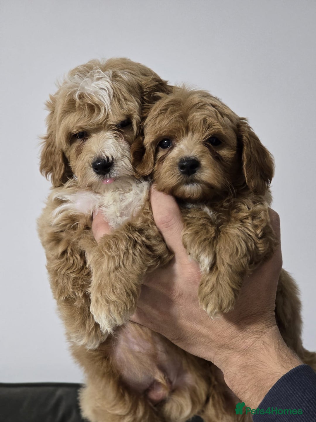 Maltipoo dogs for sale: Maltipoo Puppies – 3 Girls & 3 Boys - Image 3