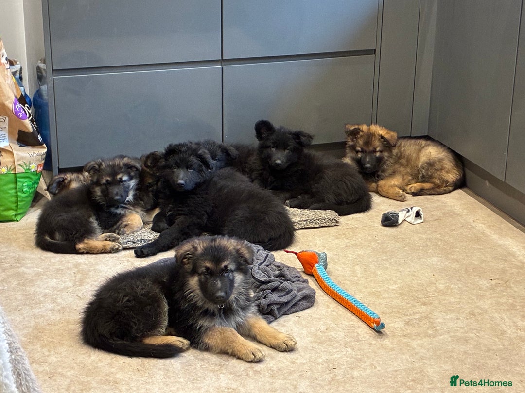 German Shepherd dogs for sale: Straight Back German Shepherd Pups -Ready to leave - Advert 7